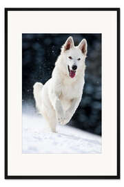 Gerahmter Kunstdruck Weißer Schäferhund läuft im Schnee