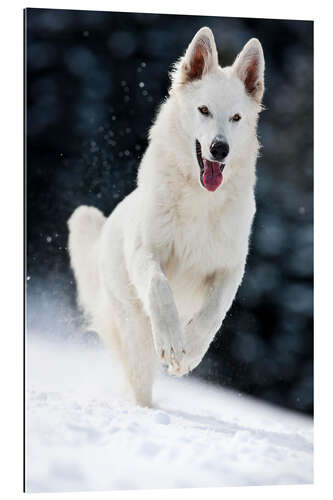 Galleriprint White shepherd dog runs in the snow