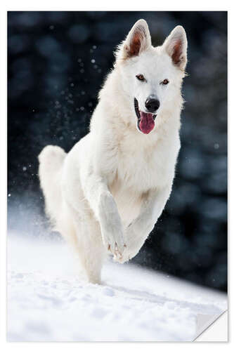 Wandsticker Weißer Schäferhund läuft im Schnee