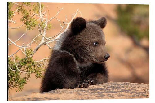 Aluminiumtavla Grizzly bear