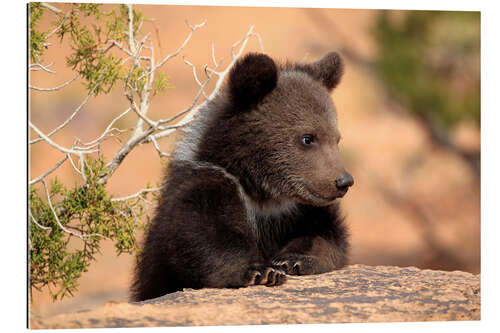 Quadro em plexi-alumínio Urso pardo