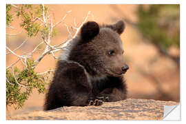 Naklejka na ścianę Grizzly bear