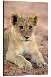 Aluminium print Lion cub