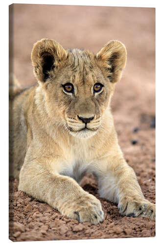 Canvas print Lion cub