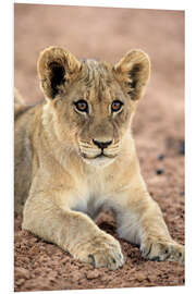 Foam board print Lion cub