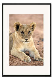 Gerahmter Kunstdruck Löwenjunges