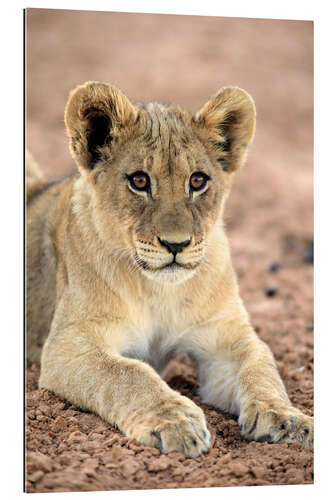 Gallery print Lion cub