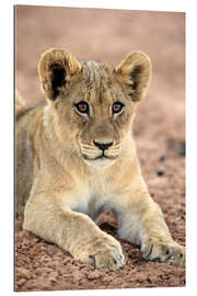 Galleriprint Lion cub