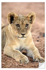 Wall sticker Lion cub