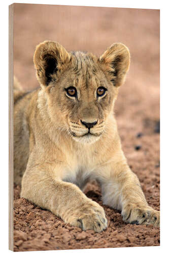 Wood print Lion cub