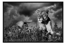 Gerahmter Kunstdruck Löwin