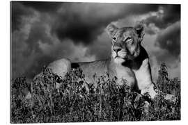 Gallery print Lioness