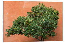 Magnettafel Bitterorange auch Sevilla-Orange