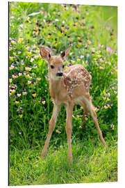 Aluminium print White-tailed deer fawn