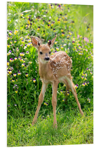 Foam board print White-tailed deer fawn