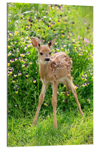 Gallery print White-tailed deer fawn