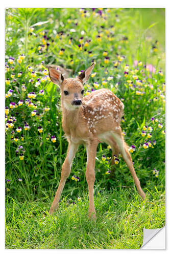 Naklejka na ścianę White-tailed deer fawn