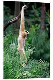 Acrylic print Northern white-cheeked crested gibbon