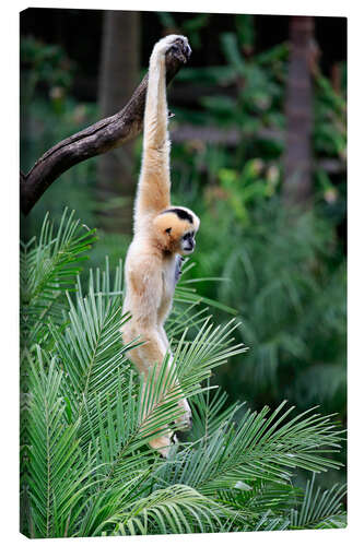 Canvas print Northern white-cheeked crested gibbon