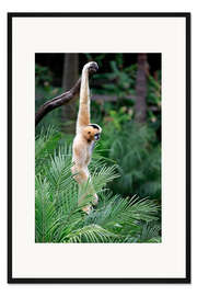 Gerahmter Kunstdruck Nördlicher Weißwangen-Schopfgibbon