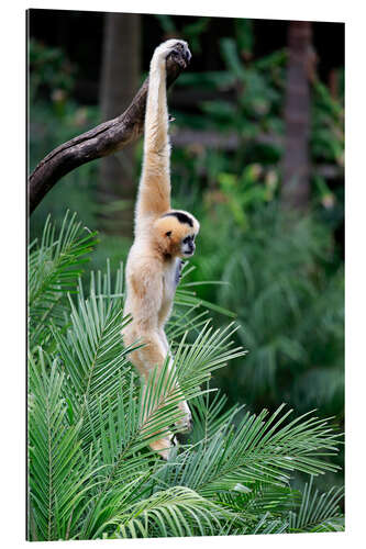 Galleritryck Northern white-cheeked crested gibbon