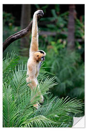 Selvklebende plakat Northern white-cheeked crested gibbon