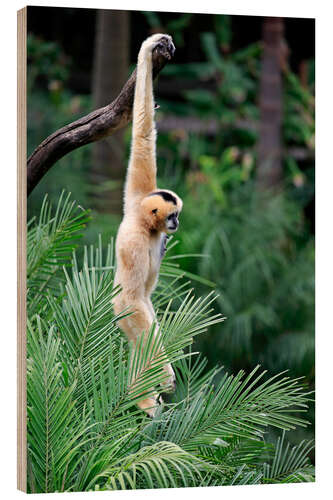 Holzbild Nördlicher Weißwangen-Schopfgibbon