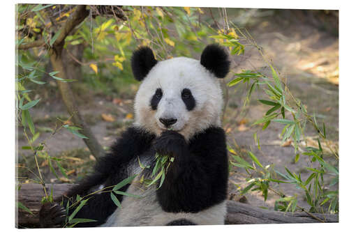 Acrylic print Giant Panda II