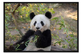 Gerahmter Kunstdruck Großer Panda II