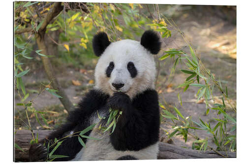 Quadro em plexi-alumínio Giant Panda II