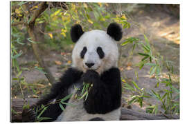 Stampa su plexi-alluminio Panda Gigante II