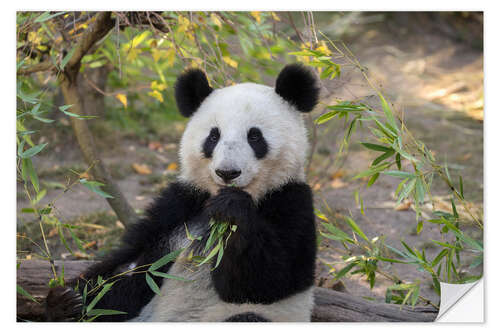 Vinilo para la pared Panda Gigante II