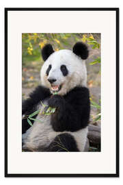Gerahmter Kunstdruck Großer Panda III