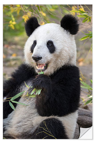 Vinilo para la pared Panda Gigante III