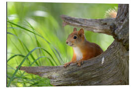 Aluminium print European squirrel II