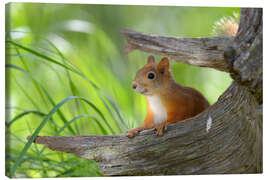 Canvas print European squirrel II