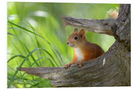 Foam board print European squirrel II