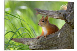 Gallery print European squirrel II