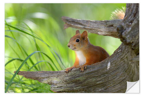 Naklejka na ścianę European squirrel II