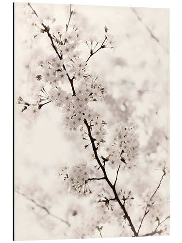 Cuadro de aluminio Flores de cerezo japonesas