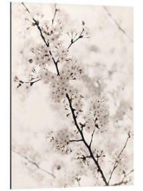 Tableau en aluminium Fleurs de cerisier japonais