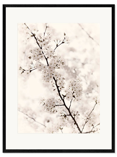 Framed art print Japanese cherry blossoms