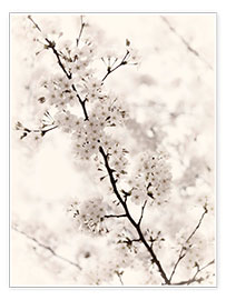 Poster Japanese cherry blossoms