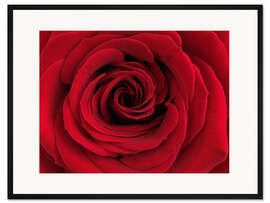 Gerahmter Kunstdruck Rote Rose
