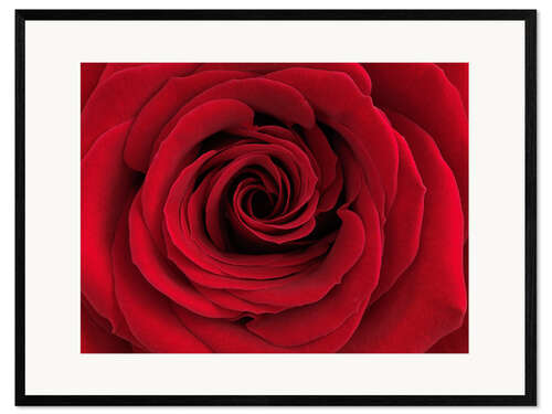 Framed art print Red rose