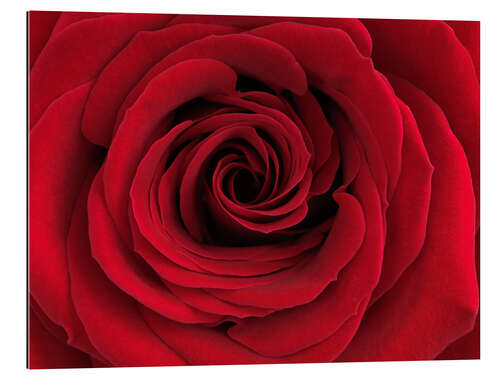 Gallery print Red rose