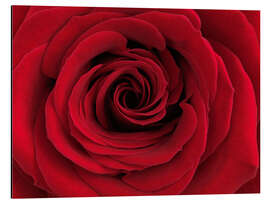 Magnettafel Rote Rose