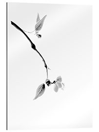 Gallery print Sakura branch