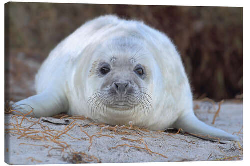 Lærredsbillede Gray seal