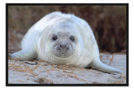 Gerahmter Kunstdruck Kegelrobbe